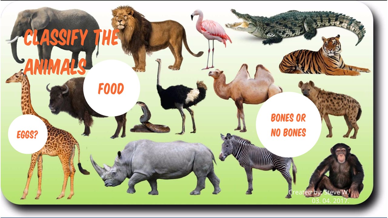 Animal Subclasses Animal Classes