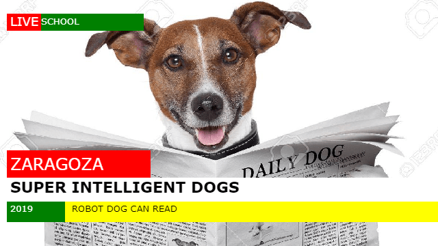 dog reads newspaper